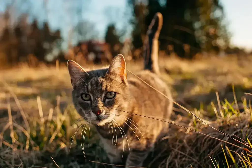 Tabby cat crouching in sunlit grass with trees blurred in the background