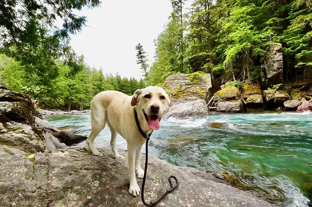 Yellow Labrador standing on rocks by a turquoise river in a forest, tongue out on a leash.