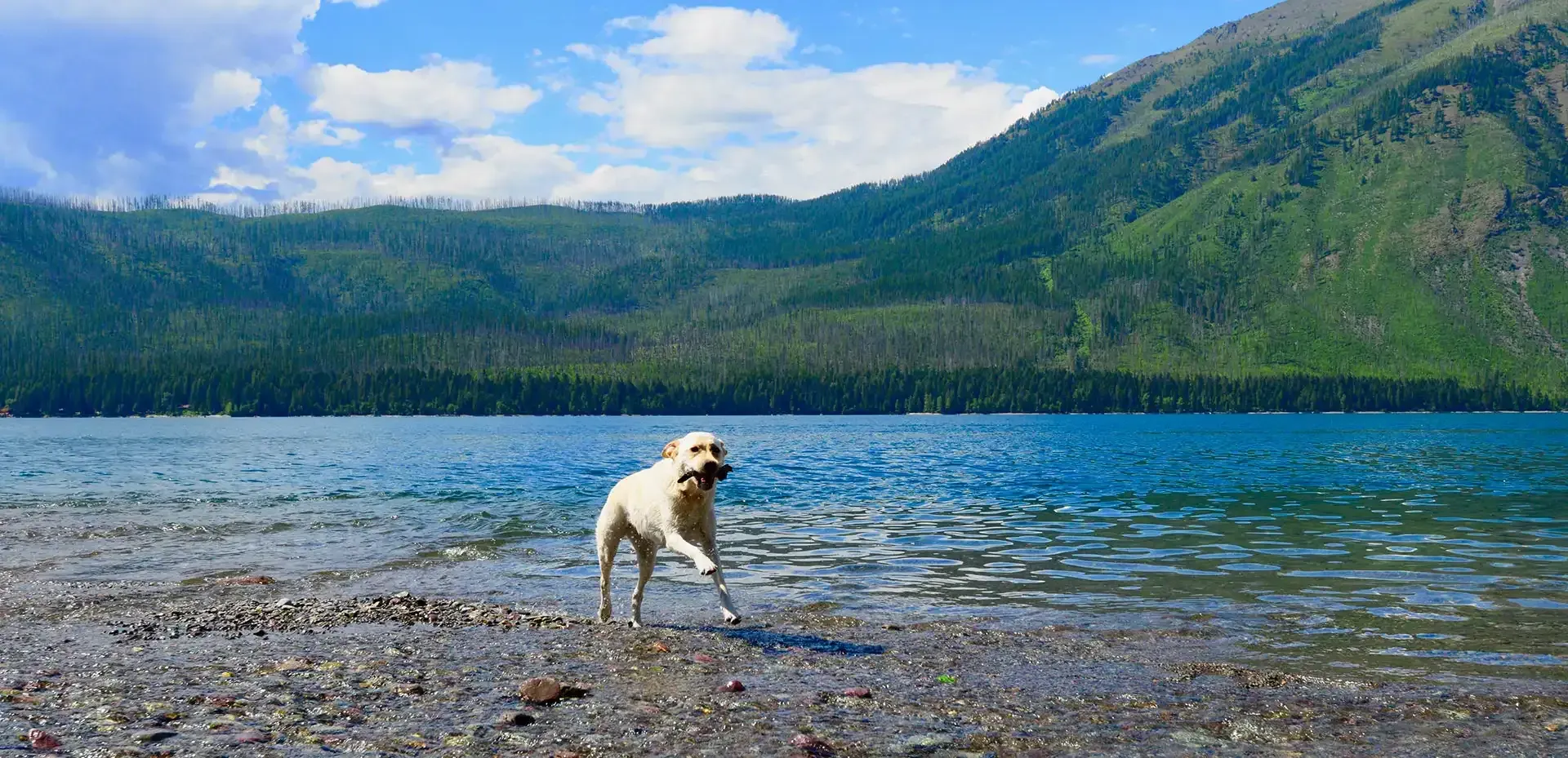 Dog standing on rocky lakeshore with blue water, green mountains, and cloudy sky in the background