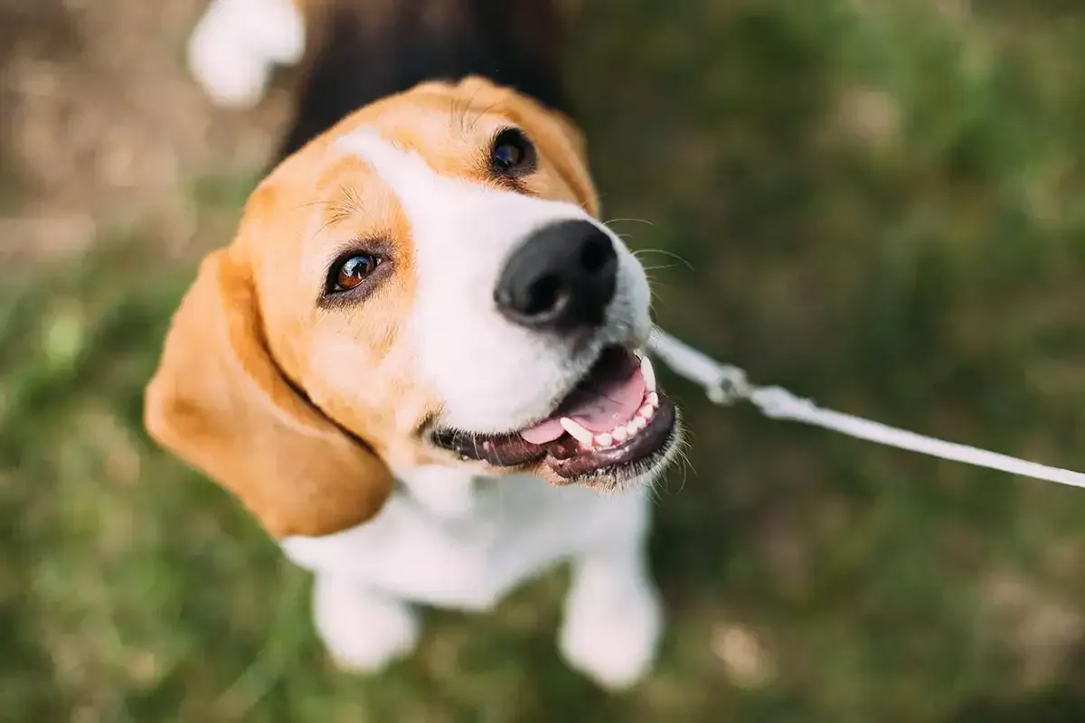 Smiling beagle on a leash outdoors, looking up at the camera.