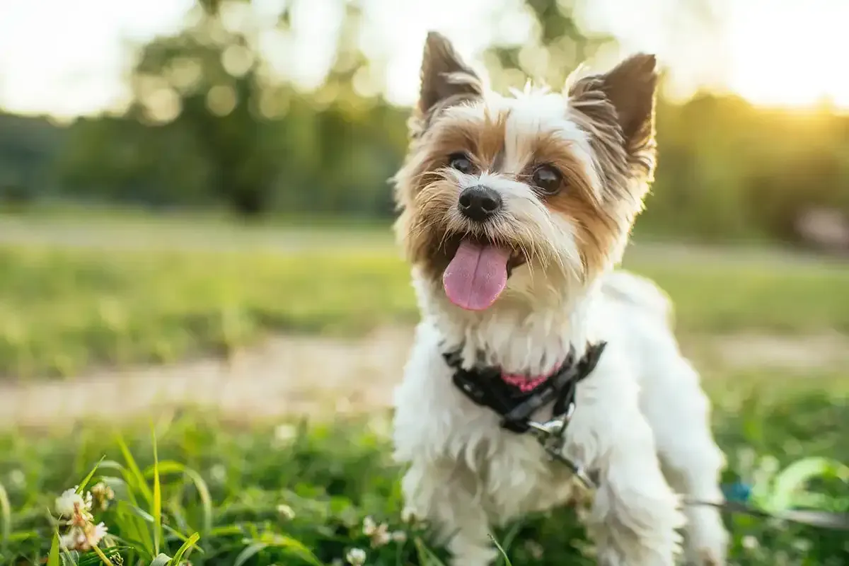 Small white and tan dog sitting on grass with tongue out in a sunny park