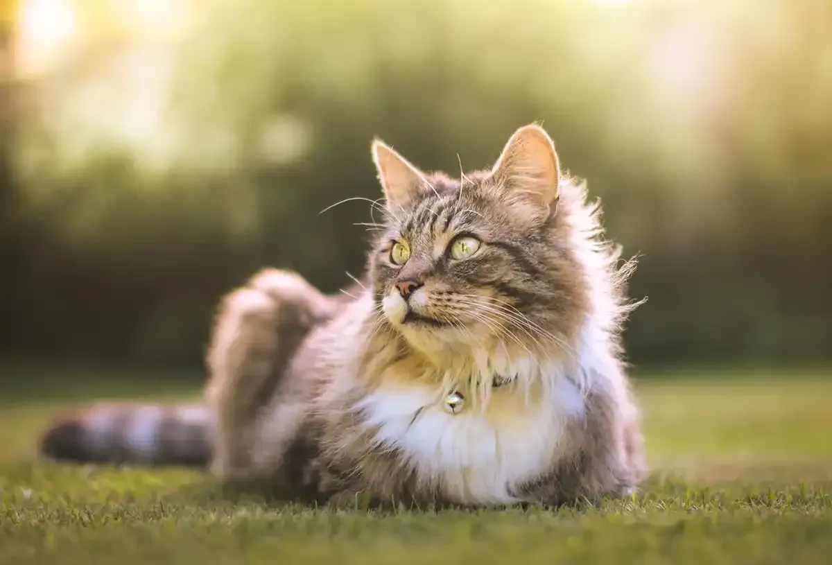 Fluffy tabby cat lying in grass with a blurred garden background, looking alert to the side