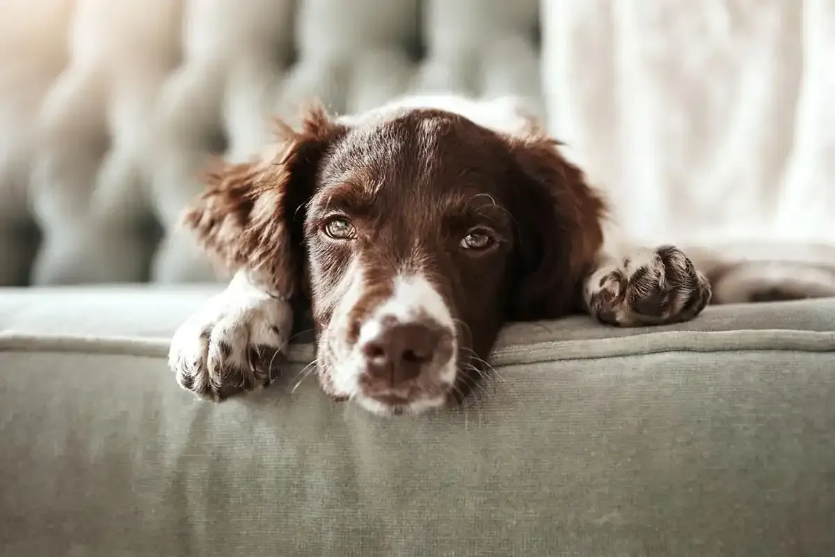 Brown-and-white dog resting its head on a couch, looking sleepy