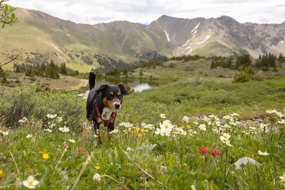 Dog running through wildflowers in a mountain meadow with rocky peaks in the background