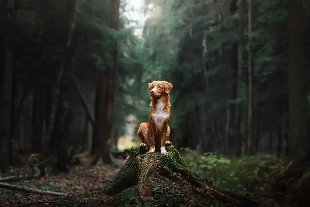 Brown dog sitting on a mossy log in a dark forest