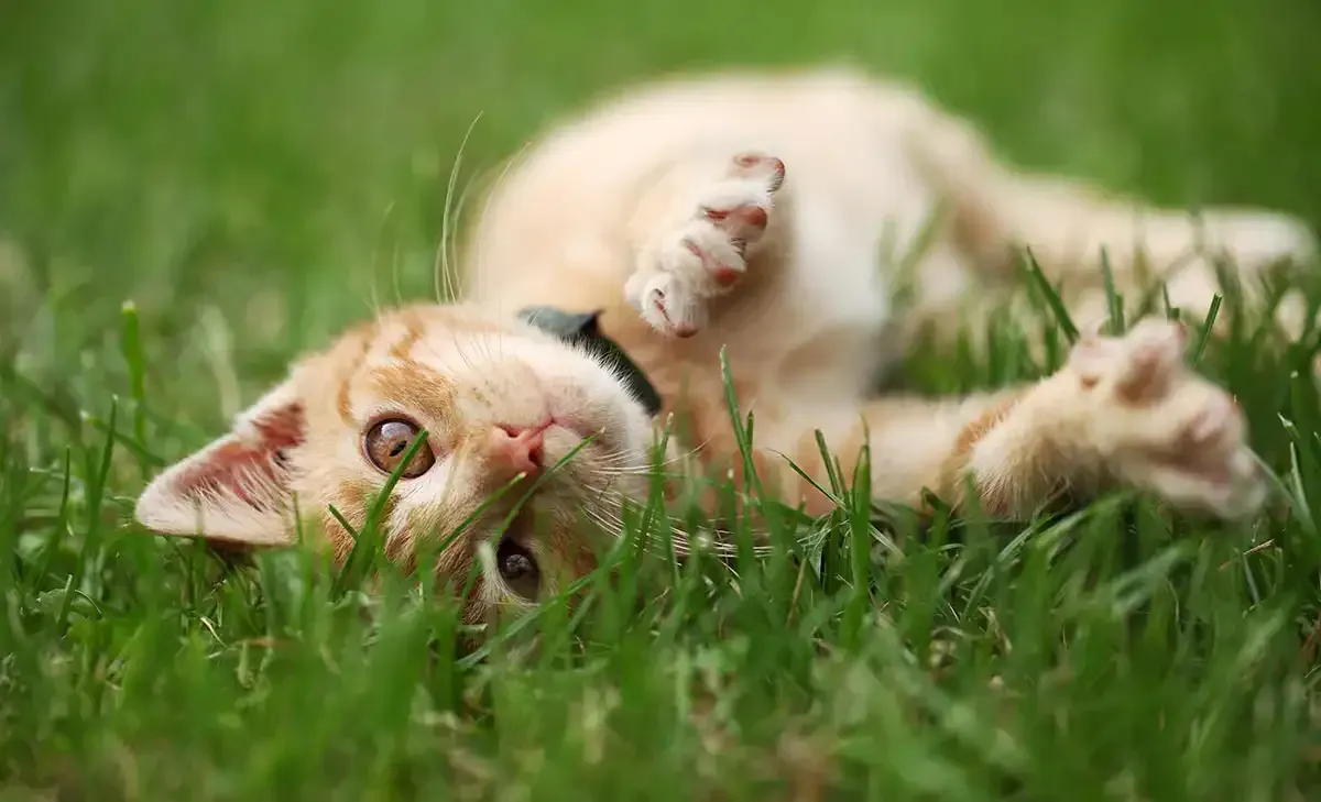 Cream-colored kitten lying in green grass with one paw raised, looking toward the camera