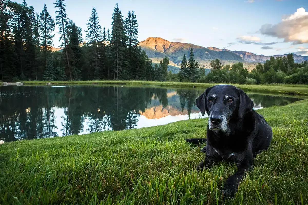 Black dog lying on grass beside a reflective mountain lake at sunset