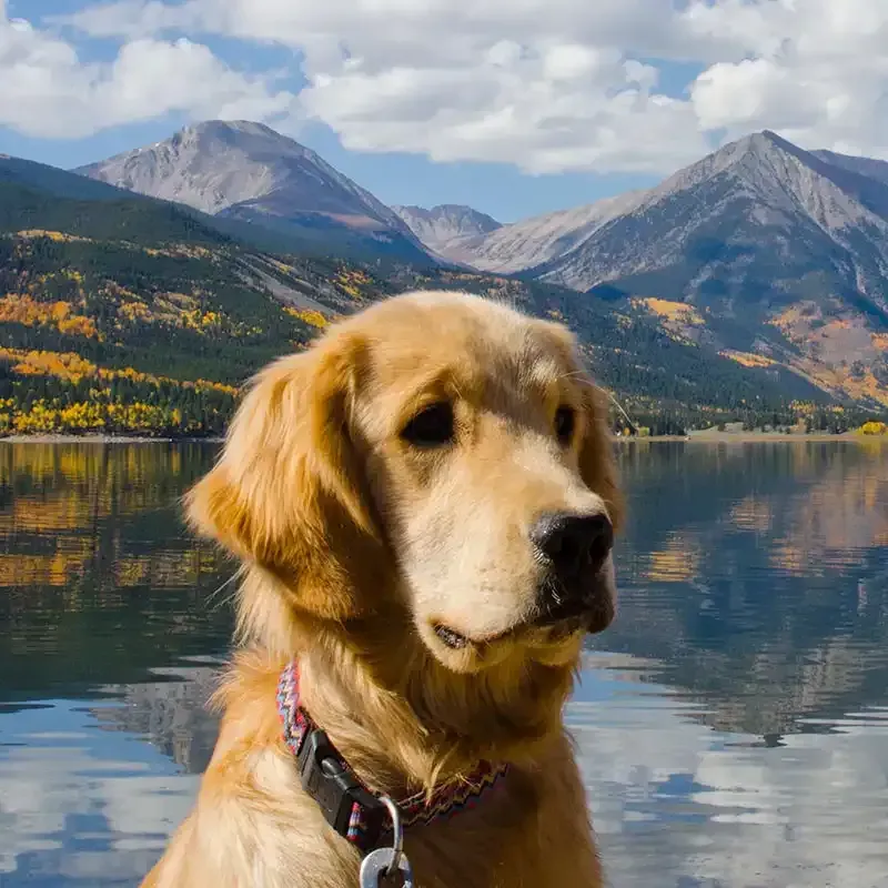 Golden retriever by a mountain lake with snowy peaks and autumn trees reflected in the water