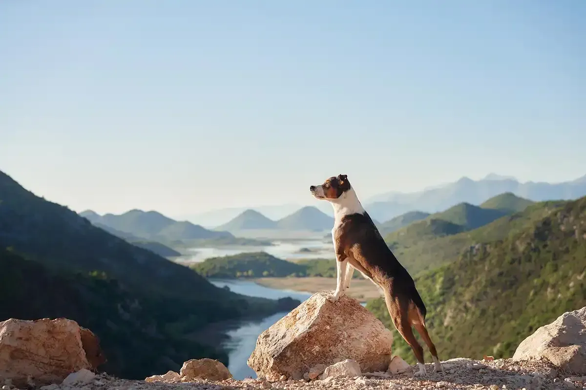 Dog standing on a rock overlooking a mountain valley and lake at sunrise