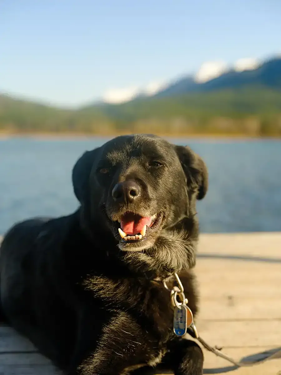 Black dog with open mouth sitting on a wooden dock by a lake, mountains blurred in the background