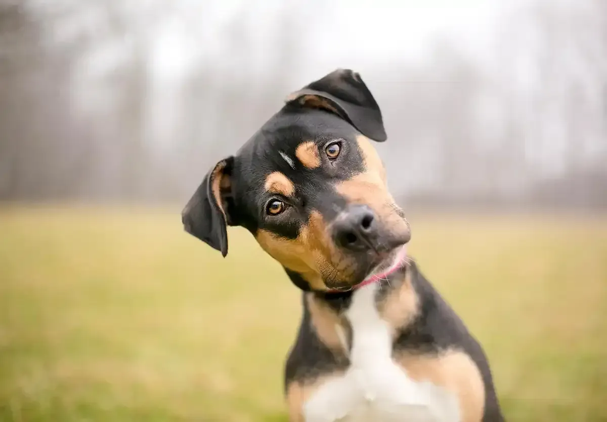 Black and tan dog tilting its head in a grassy field, with a blurred background.
