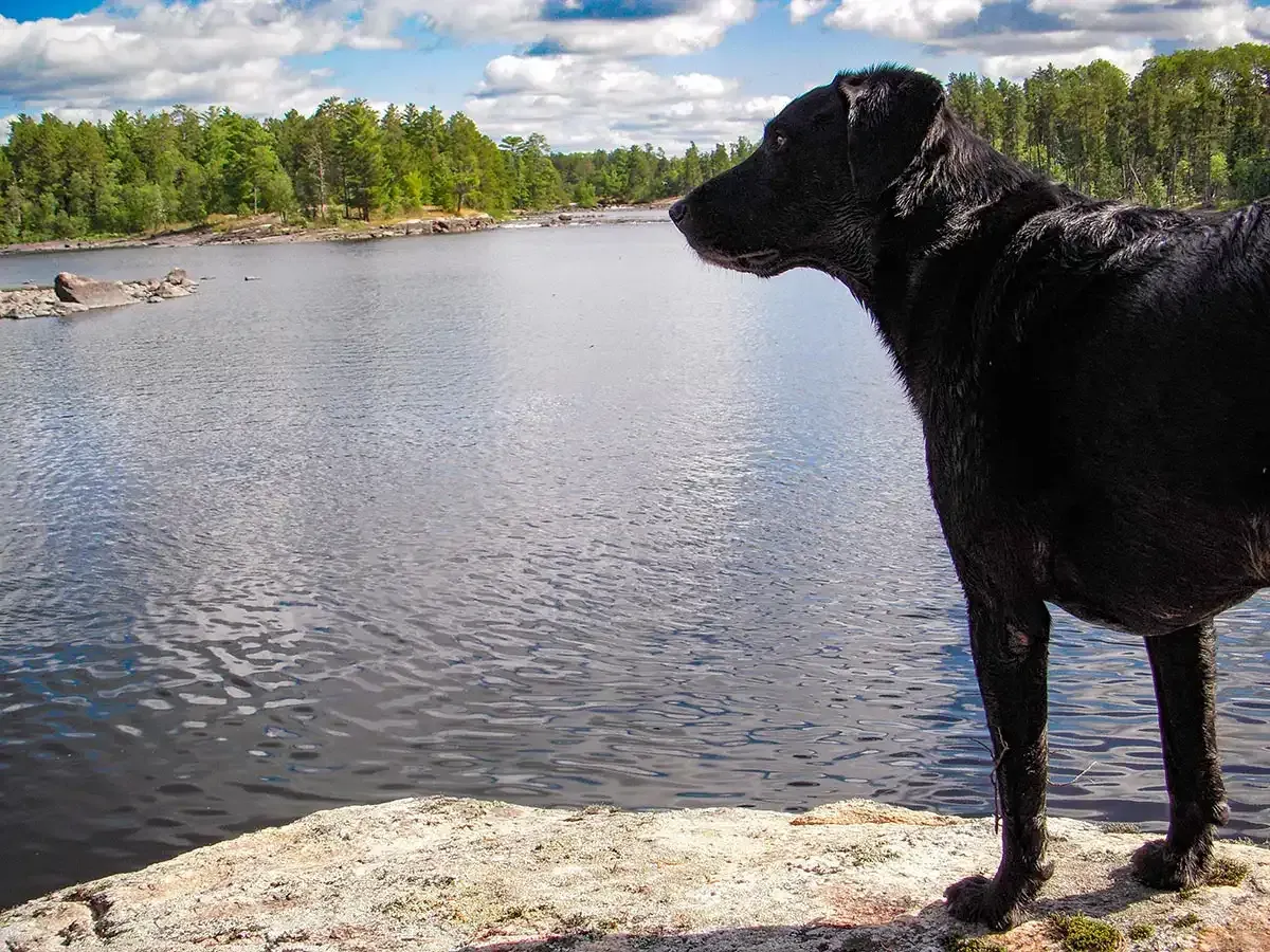 Black dog standing on a rock by a calm lake with forested shore and cloudy sky