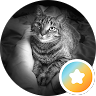 A black-and-white cat lying down, looking at the camera, with a small orange star badge overlay.