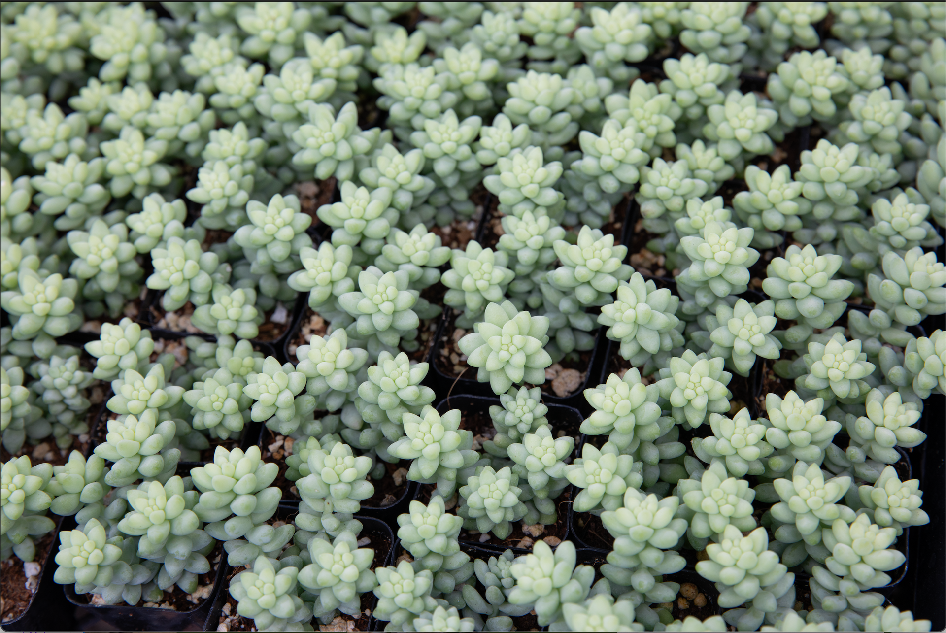 A bunch of white succulents are growing in a tray