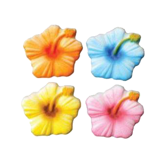 Four different colored hibiscus flowers on a white background