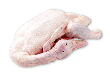 Duck