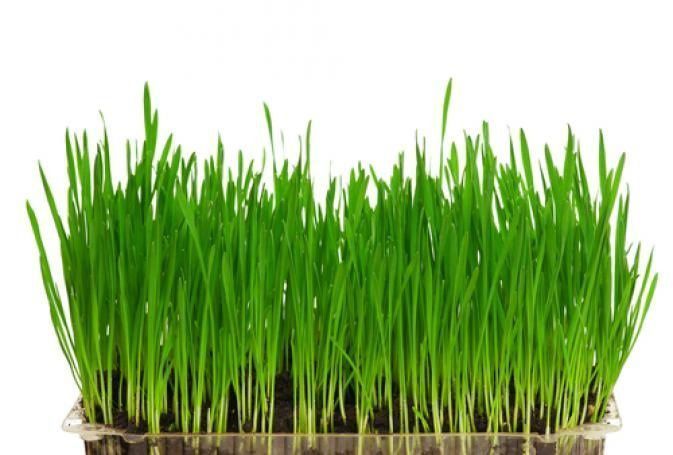 Sprouts & Wheatgrass