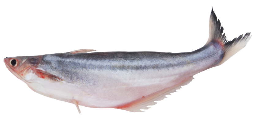 Swai