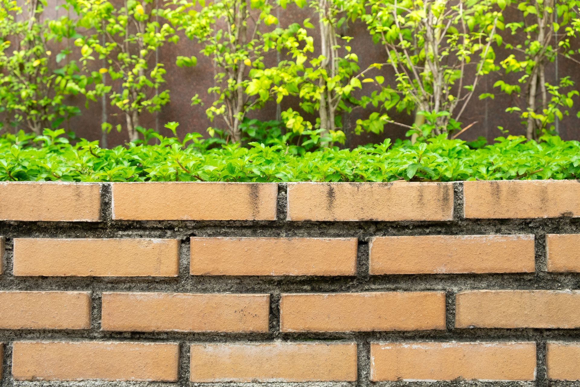 Brick planter wall with green shrubs and young trees growing behind it