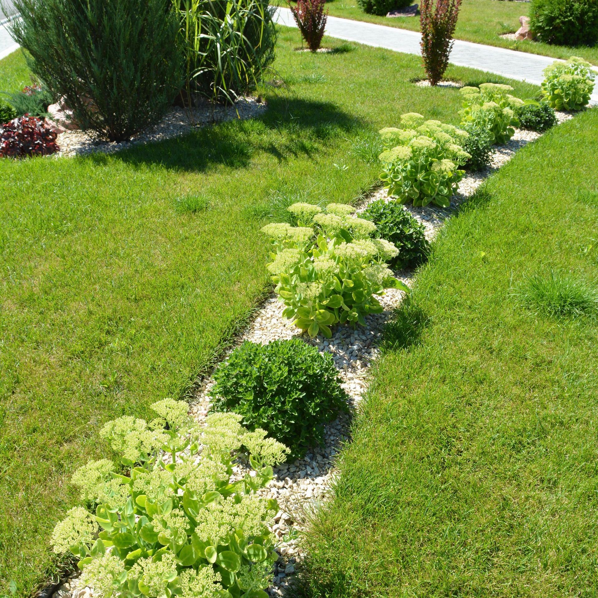 A lush green lawn with a row of plants and bushes.