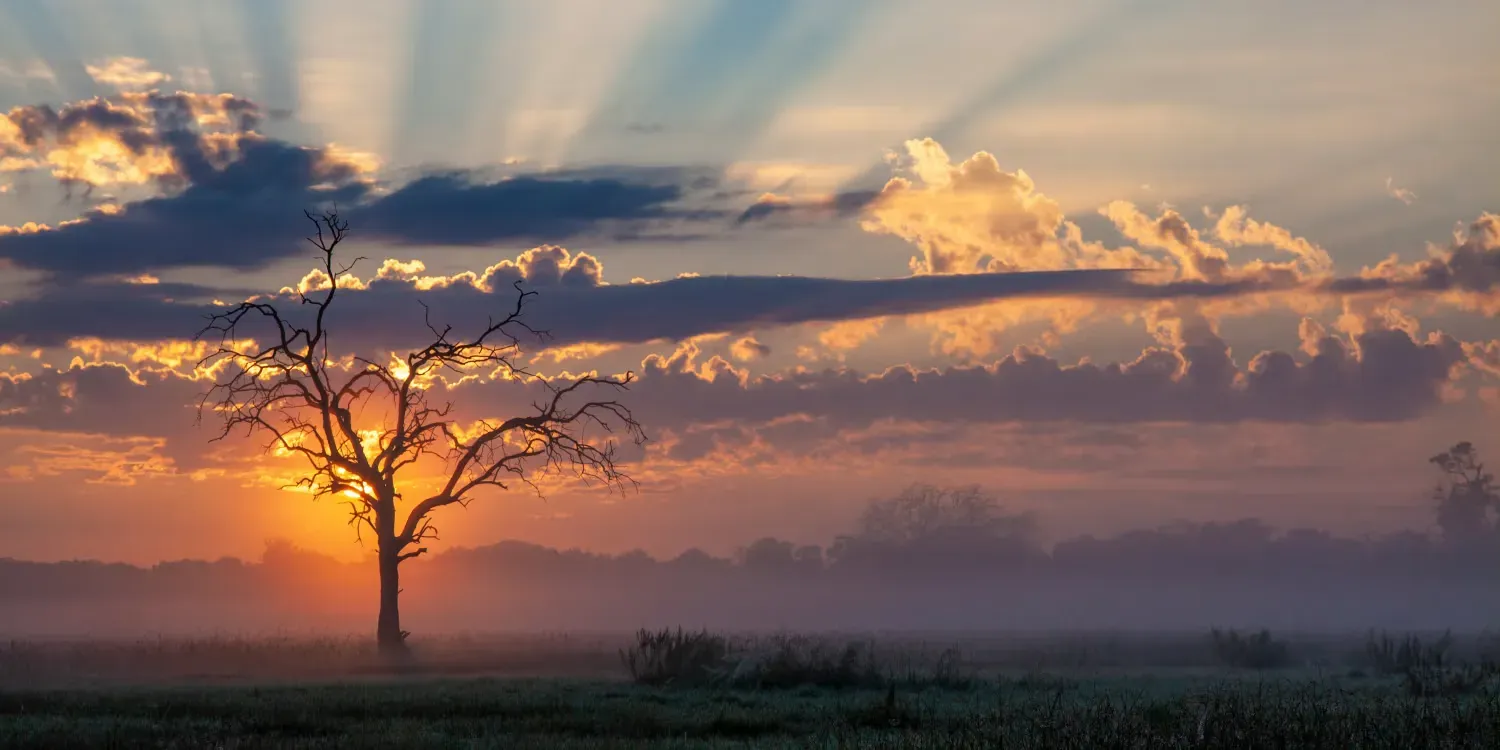 Sunset over a misty field with a lone tree silhouetted against orange clouds