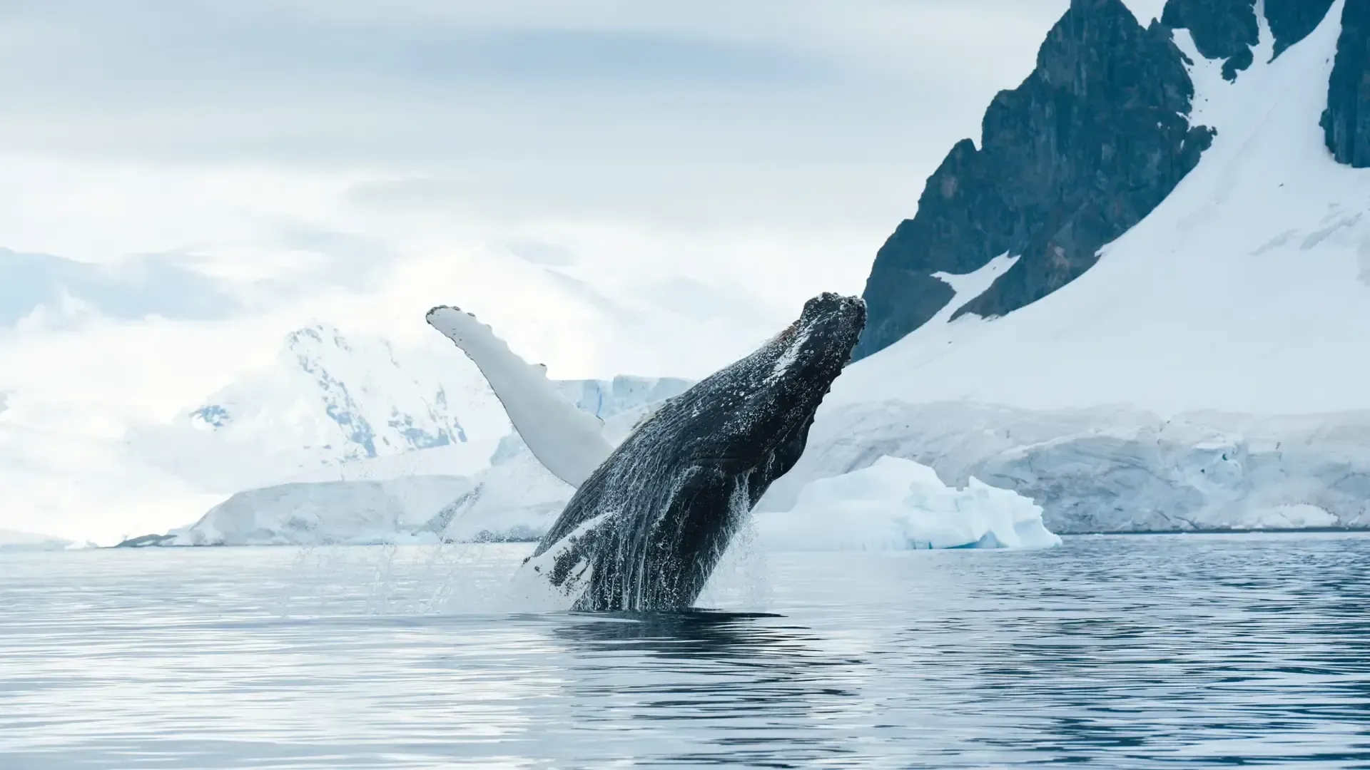 Humpback whale tail rising from icy ocean near snow-covered mountains and icebergs