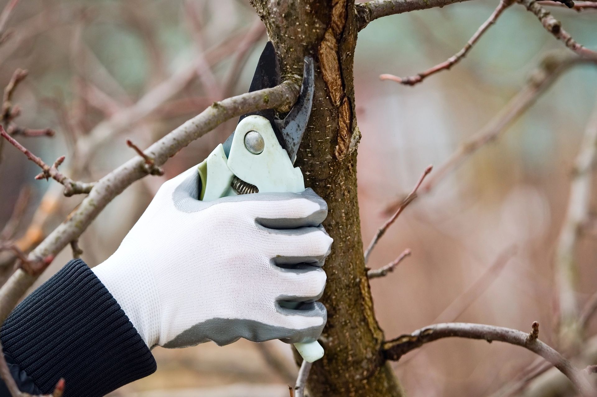 Commercial Tree Trimming & Pruning