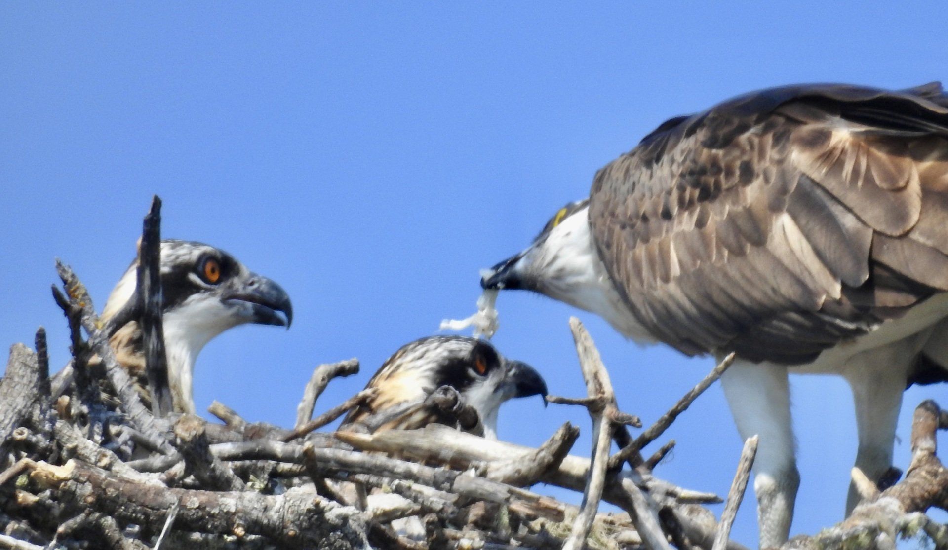 Osprey feeding chicks in a nest. Adult bird offering food to chicks with white and brown plumage under a blue sky.