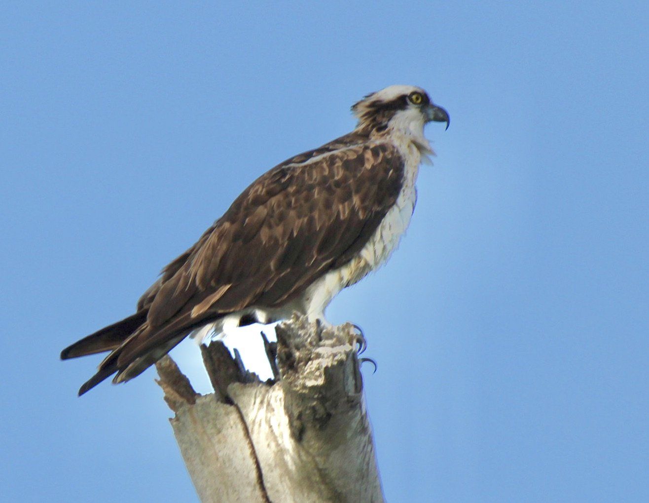Osprey perched on a dead tree stump against a blue sky. It has brown and white feathers and a hooked beak.