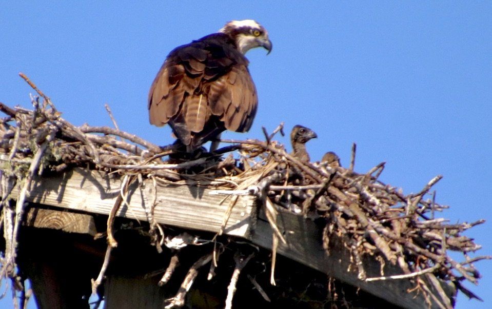 Osprey bird with two chicks in a nest atop a wooden platform, against a blue sky.