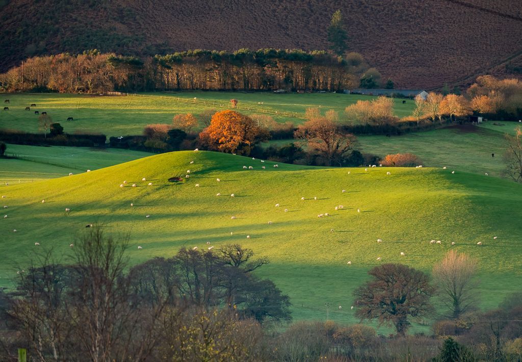 Holt Ball by Shaun Davey