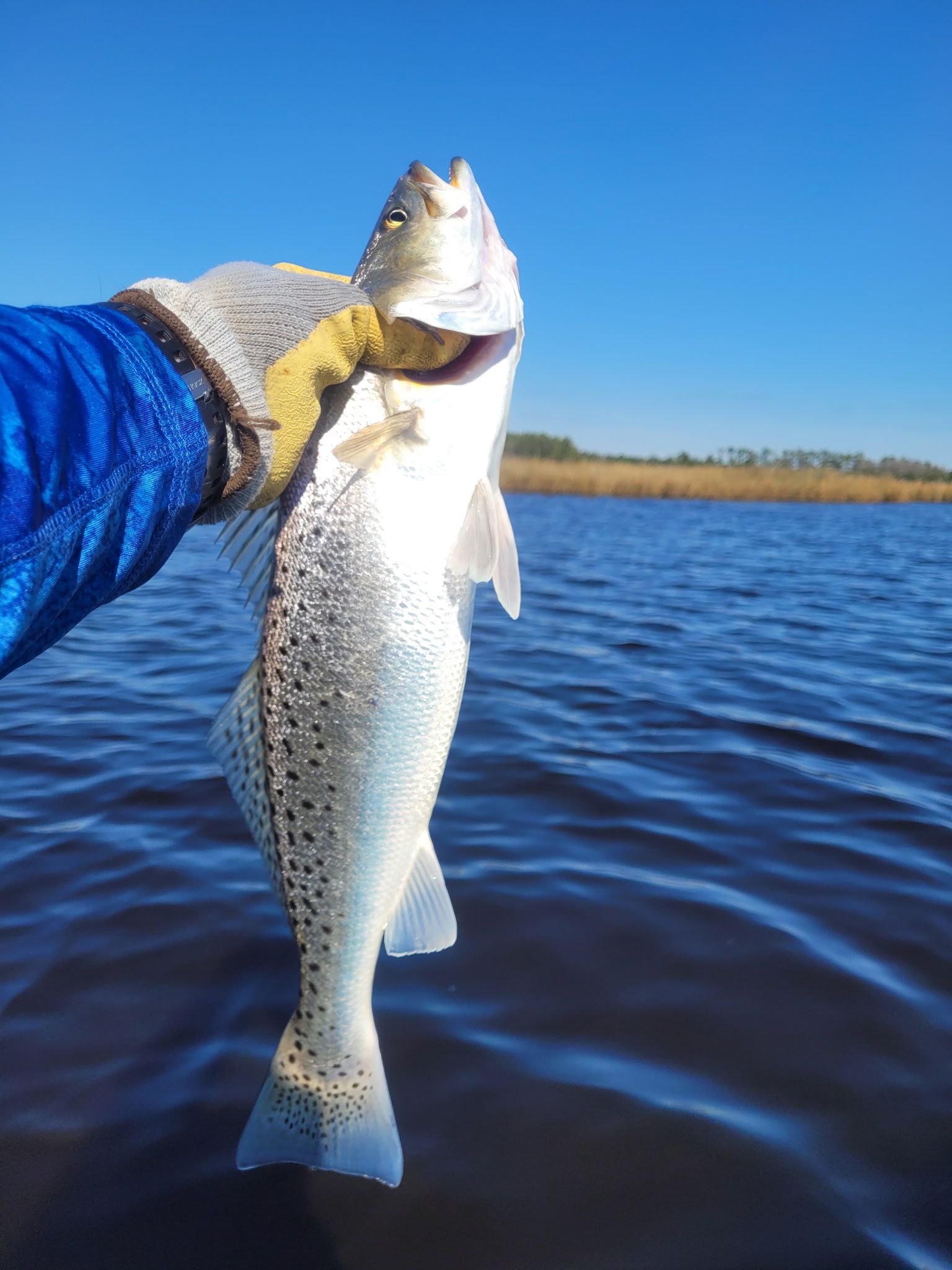 Hand holding a silver fish above blue water near a marsh shoreline under a clear sky
