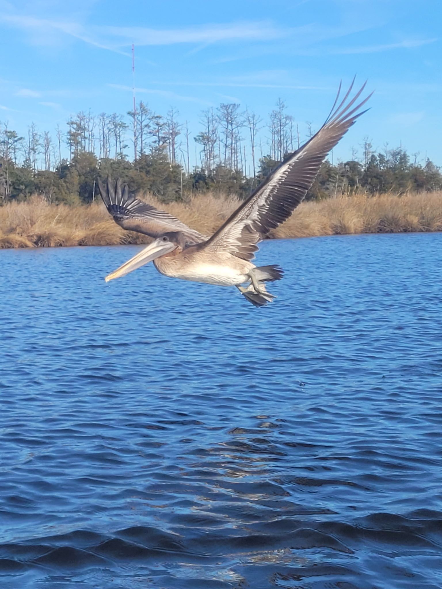 Bird flying low over blue water with reeds and bare trees in the background
