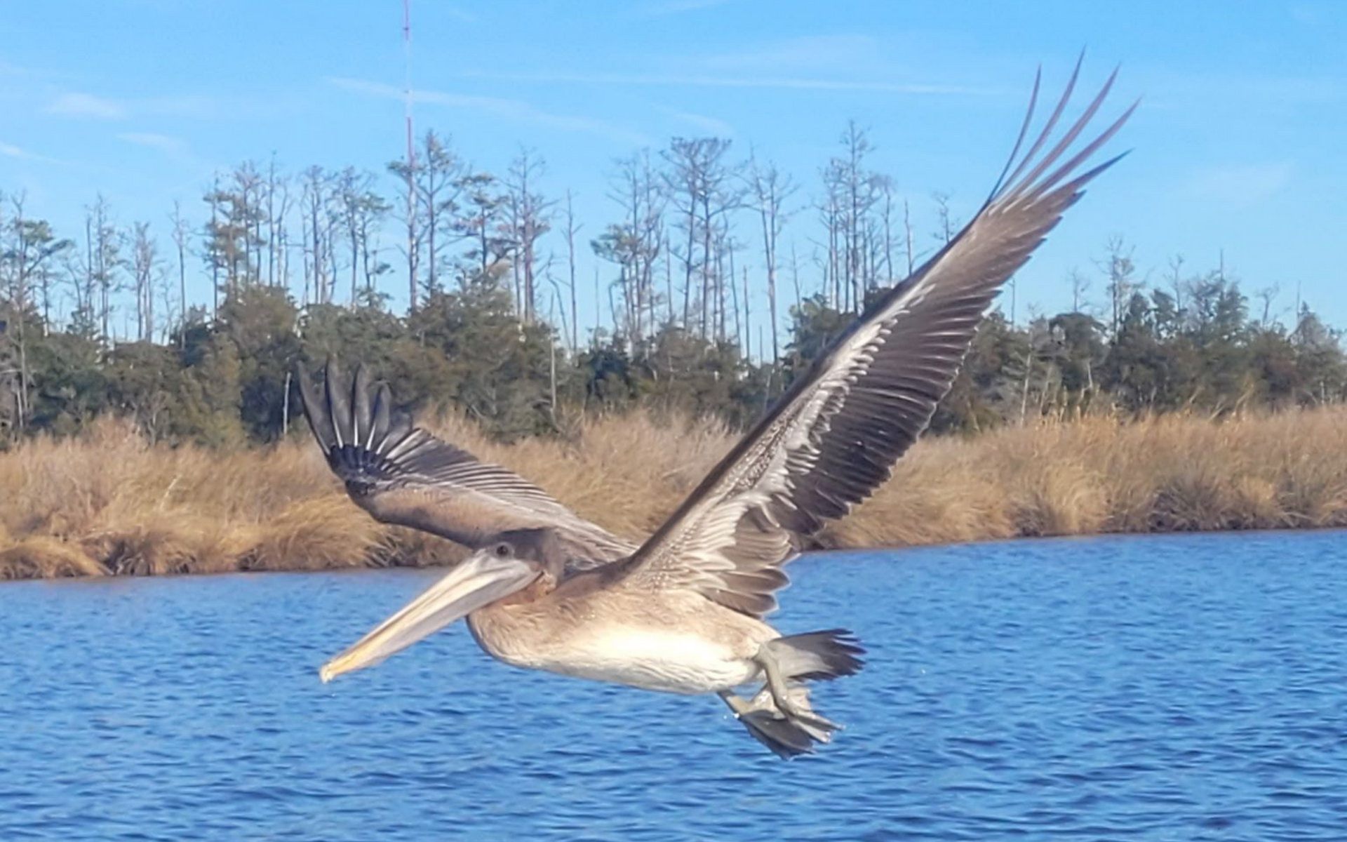 Pelican flying low over blue water with marsh grasses and bare trees in the background