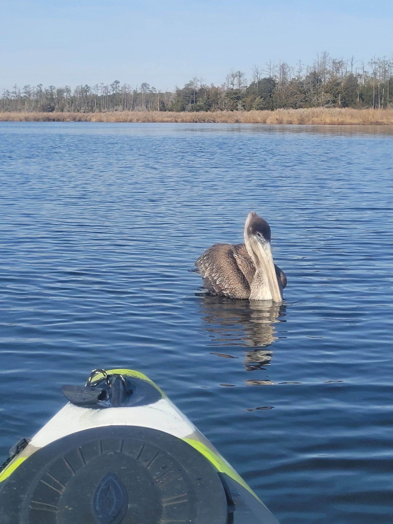 Kayak bow on calm lake facing a large pelican near reeds along the shore