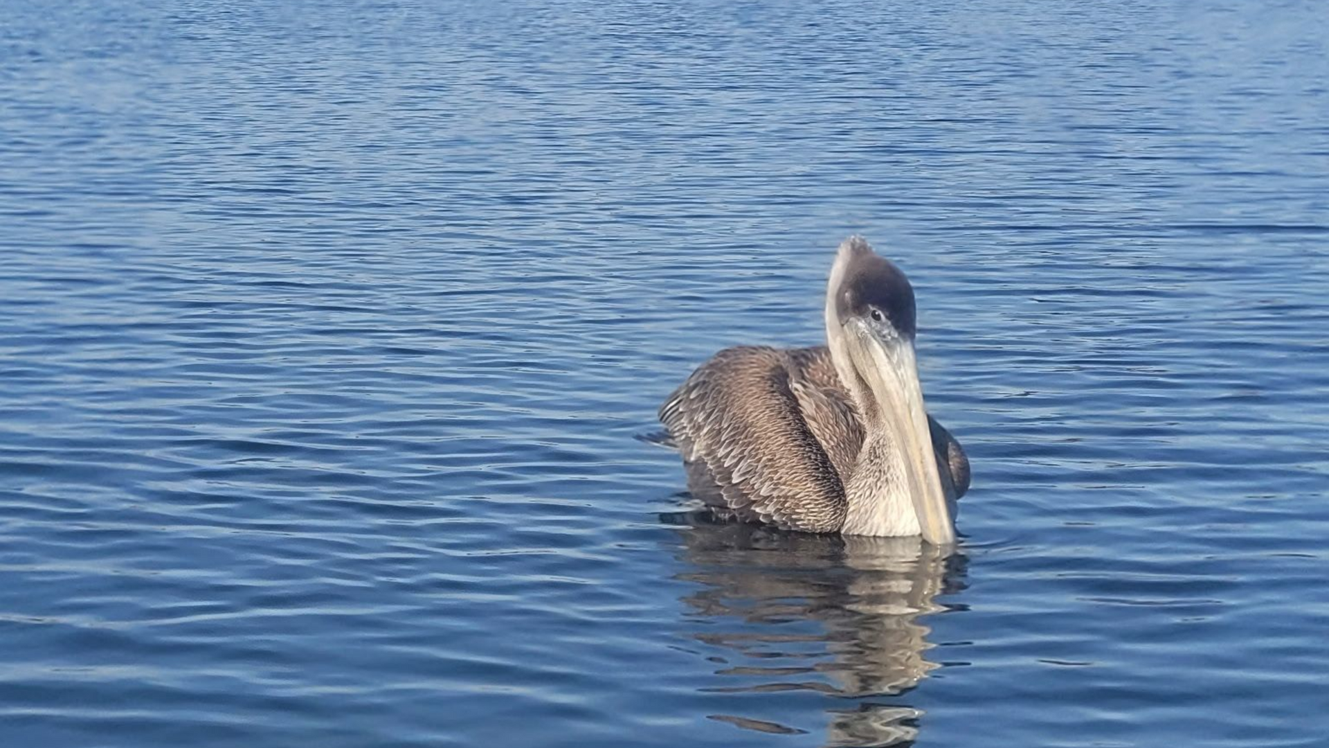 Brown water bird floating on rippling blue water, facing away