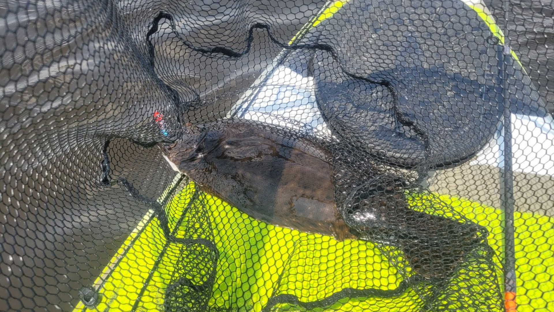 A black dog tangled in a net on a bright yellow kayak near the water.