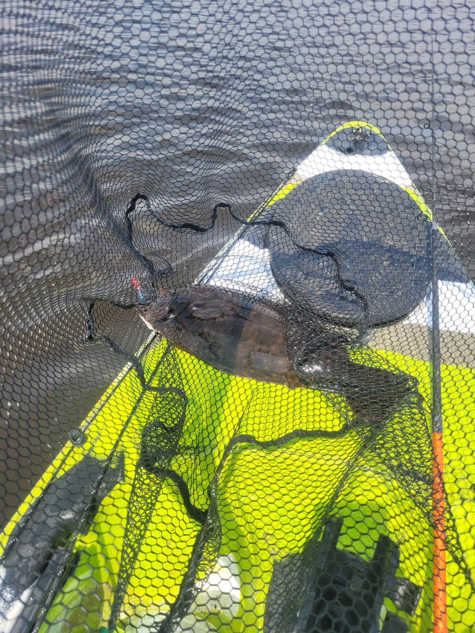 Net-covered yellow kayak on water, with a black dog resting on the front deck.