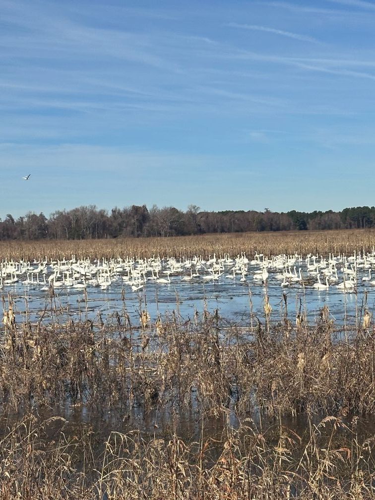 Wetland filled with white birds under a clear blue sky, with reeds in the foreground and trees in the distance