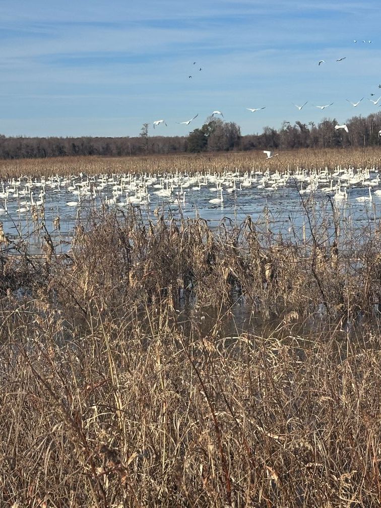 Wetland marsh with tall dry grasses and a large flock of white birds on calm water under a blue sky