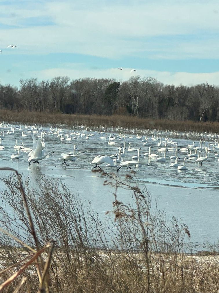 White birds gathered on a frozen lake beside a tree-lined shore under a pale blue sky.