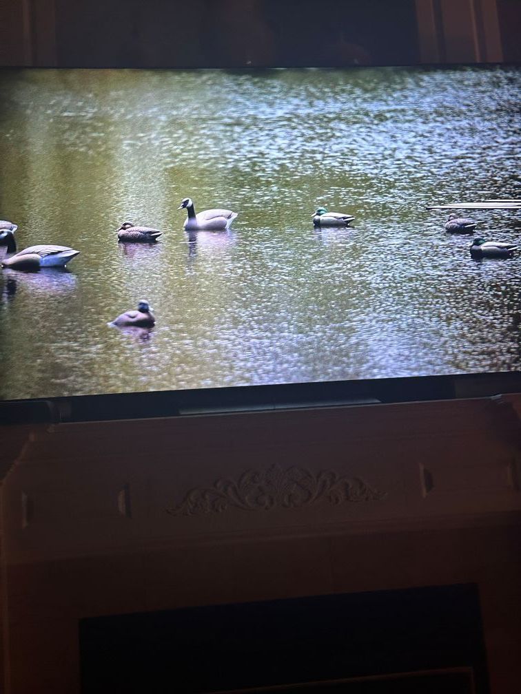 Several ducks floating on a sunlit pond with rippling water