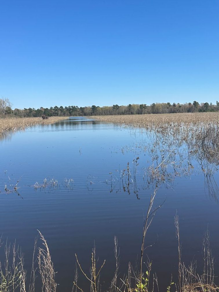 Calm lake with reeds in the foreground under a clear blue sky