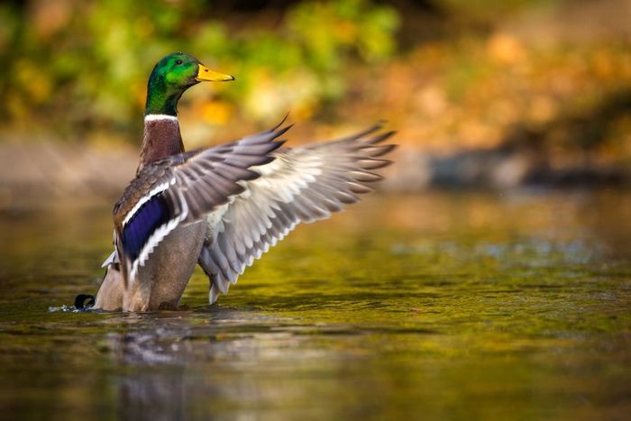 Mallard duck flapping wings on a calm pond, green head and brown body against a blurred autumn background