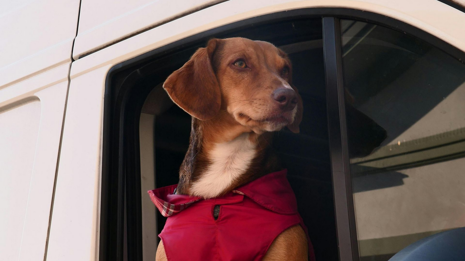 Brown dog in a red bandana looking out from a car window.