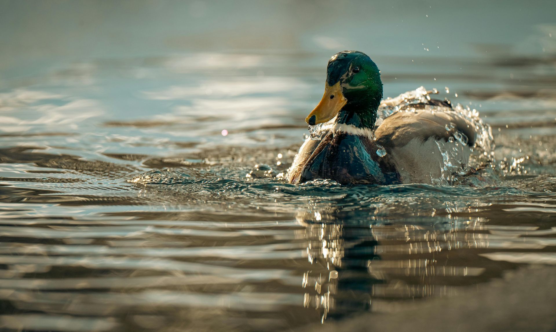 Ducks swimming in a calm, reflective pond at dusk.