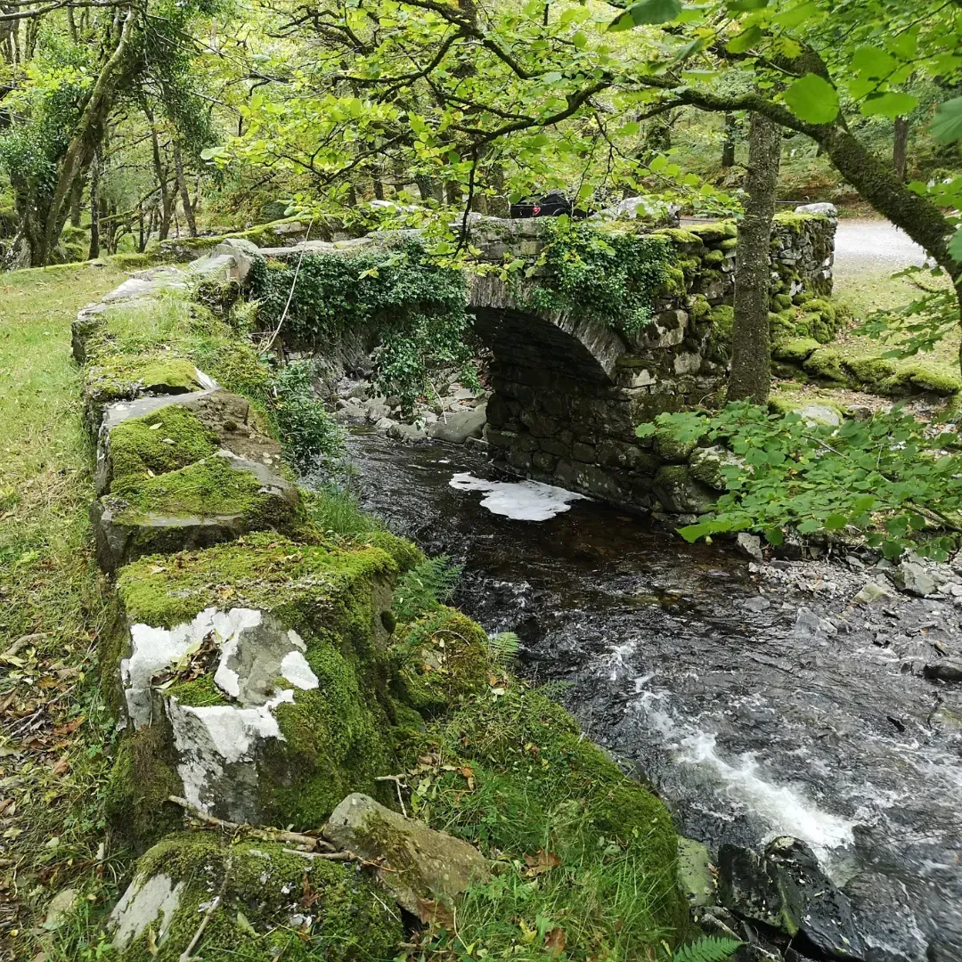 A stone bridge over a river in the middle of a forest.
