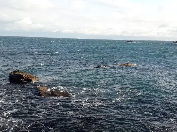 A group of dolphins are swimming in the ocean near a rocky shoreline.