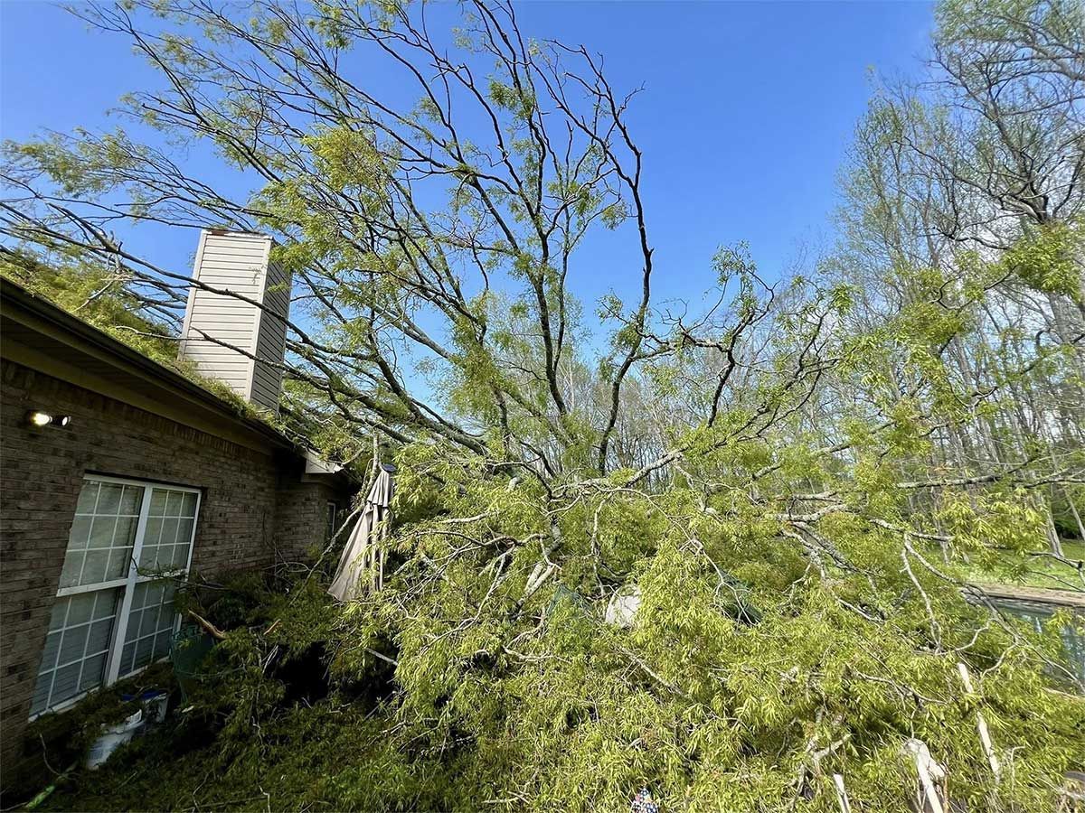 Tree fallen on a brick house roof with green foliage and a blue sky.