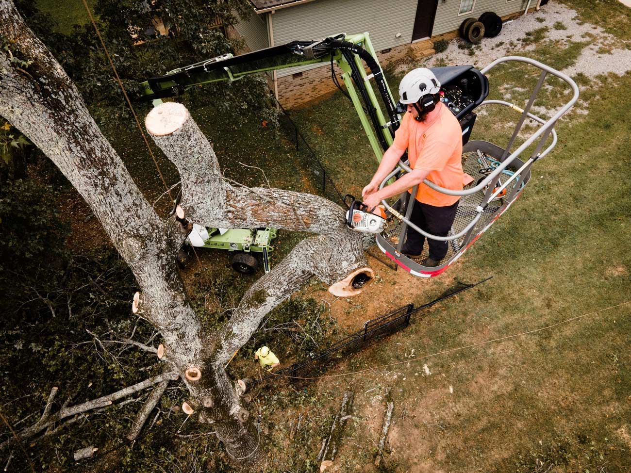 Arborist in lift bucket cuts tree limb with chainsaw near a house. Green lift, orange shirt, helmet.